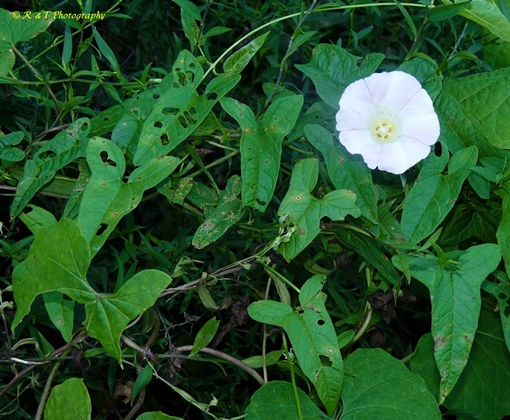 {Calystegia silvatica}